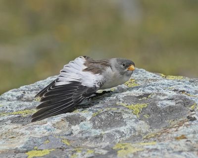 Sneeuwvink / White-winged Snowfinch