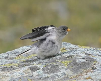 Sneeuwvink / White-winged Snowfinch