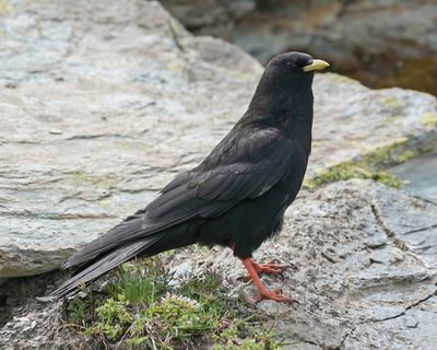 Alpenkauw / Alpine Chough or Yellow-billed Chough