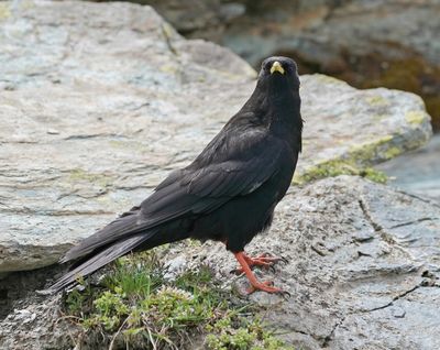 Alpenkauw / Alpine Chough or Yellow-billed Chough