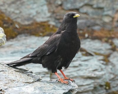 Alpenkauw / Alpine Chough or Yellow-billed Chough