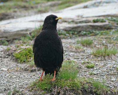 Alpenkauw / Alpine Chough or Yellow-billed Chough