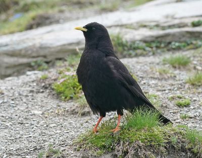 Alpenkauw / Alpine Chough or Yellow-billed Chough