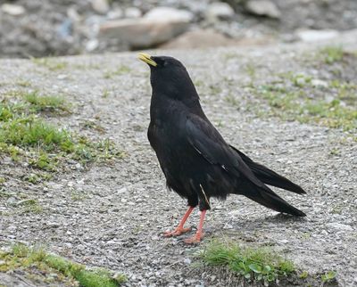 Alpenkauw / Alpine Chough or Yellow-billed Chough