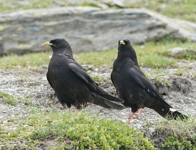 Alpenkauw / Alpine Chough or Yellow-billed Chough