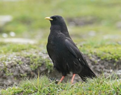 Alpenkauw / Alpine Chough or Yellow-billed Chough