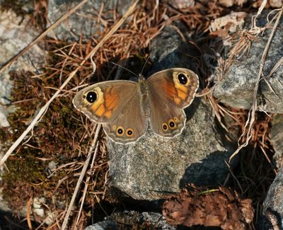 Rotsvlinder / Large Wall Brown
