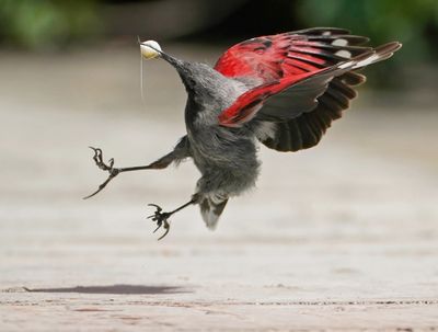 Rotskruiper / Wallcreeper