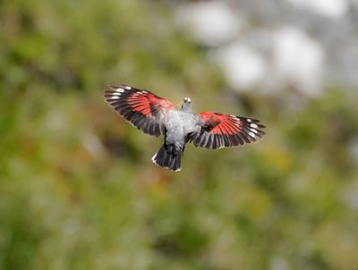 Rotskruiper / Wallcreeper