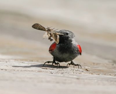 Rotskruiper / Wallcreeper