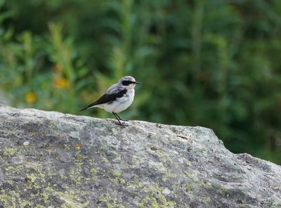 Tapuit / Northern Wheatear