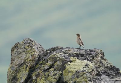 Tapuit / Northern Wheatear