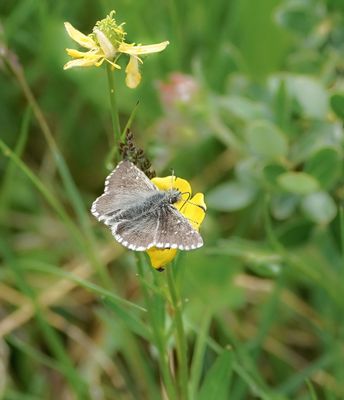 Donker Spikkeldikkopje / Dusky Grizzled Skipper