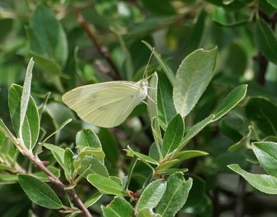 Scheefbloemwitje / Southern Small White