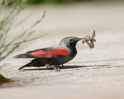 Rotskruiper / Wallcreeper