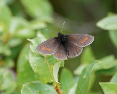 Blinde Bergerebia / Blind Ringlet