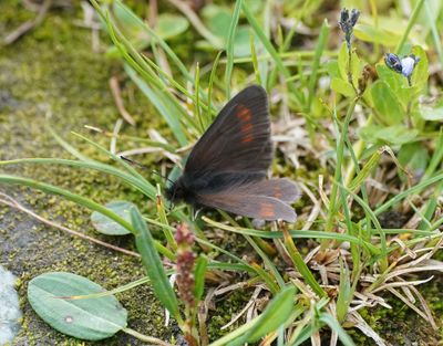 Blinde Bergerebia / Blind Ringlet