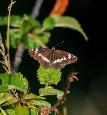 Kleine IJsvogelvlinder / White Admiral