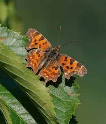 Gehakkelde Aurelia / Comma Butterfly