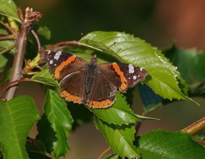 Atalanta / Red Admiral