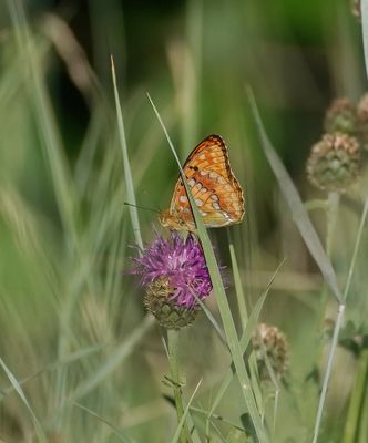 Bosrandparelmoervlinder / High Brown Fritillary