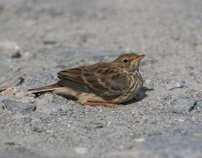 Graspieper / Meadow Pipit 
