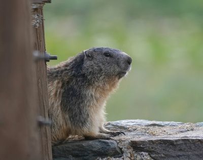 Alpenmarmot / Alpine Marmot