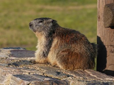 Alpenmarmot / Alpine Marmot