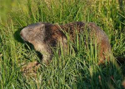 Alpenmarmot / Alpine Marmot