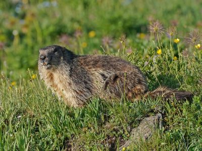 Alpenmarmot / Alpine Marmot
