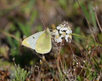 Bergluzernevlinder / Mountain Clouded Yellow