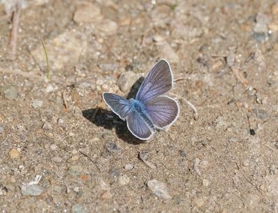 Klaverblauwtje / Mazarine Blue