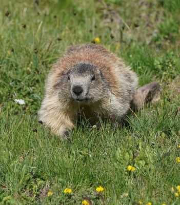Alpenmarmot / Alpine Marmot