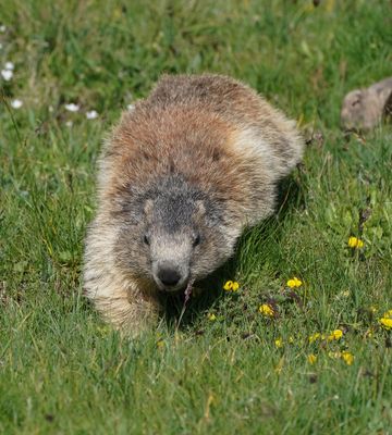 Alpenmarmot / Alpine Marmot