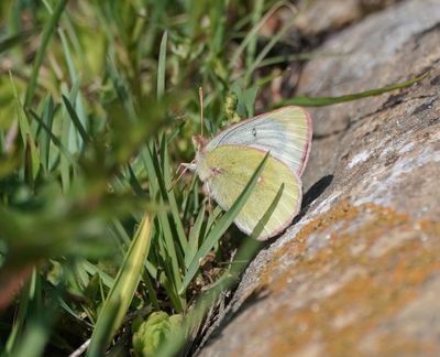 Bergluzernevlinder / Mountain Clouded Yellow