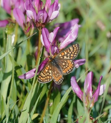 Moerasparelmoervlinder / Marsh Fritillary