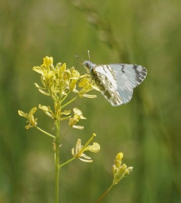 Bergmarmerwitje / Mountain Dappled White