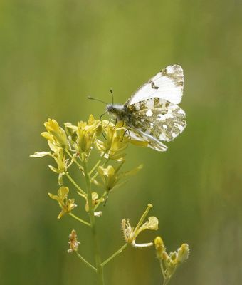 Bergmarmerwitje / Mountain Dappled White