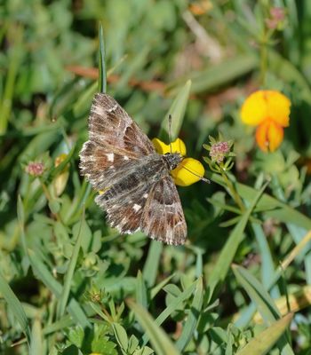 Pluimdikkopje / Tufted Marbled Skipper