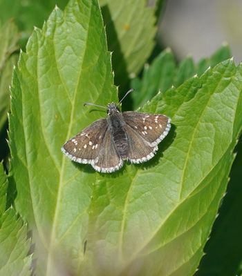 Donker Spikkeldikkopje / Dusky Grizzled Skipper