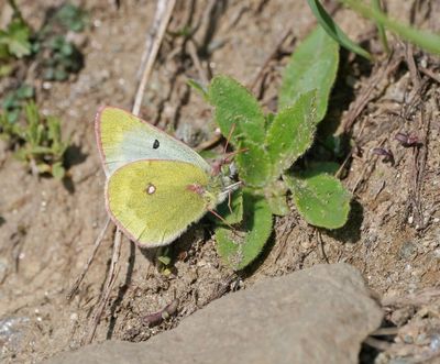 Bergluzernevlinder / Mountain Clouded Yellow