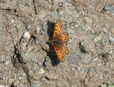 Westelijke Parelmoervlinder / Meadow Fritillary
