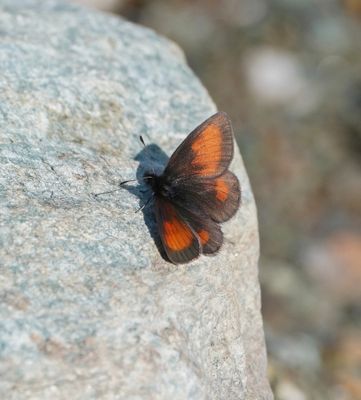 Alpen-zijde Erebia / Mnestra's Ringlet