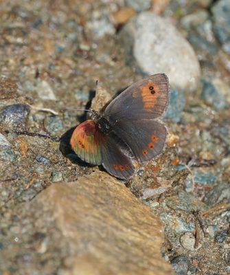 Westelijke Glanserebia / Western Brassy Ringlet