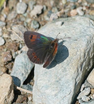 Westelijke Glanserebia / Western Brassy Ringlet