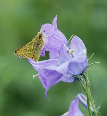 Kommavlinder / Silver-spotted Skipper