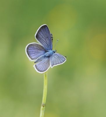 Klaverblauwtje / Mazarine Blue