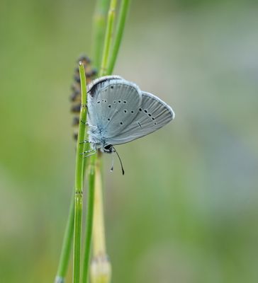 Dwergblauwtje / Little Blue, Small Blue