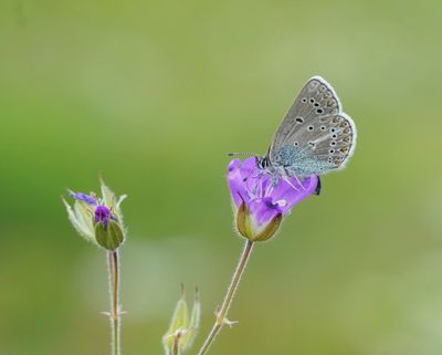 Zwart Blauwtje / Geranium Argus