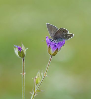 Zwart Blauwtje / Geranium Argus